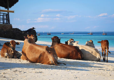 Scenic view of sea against cloudy sky