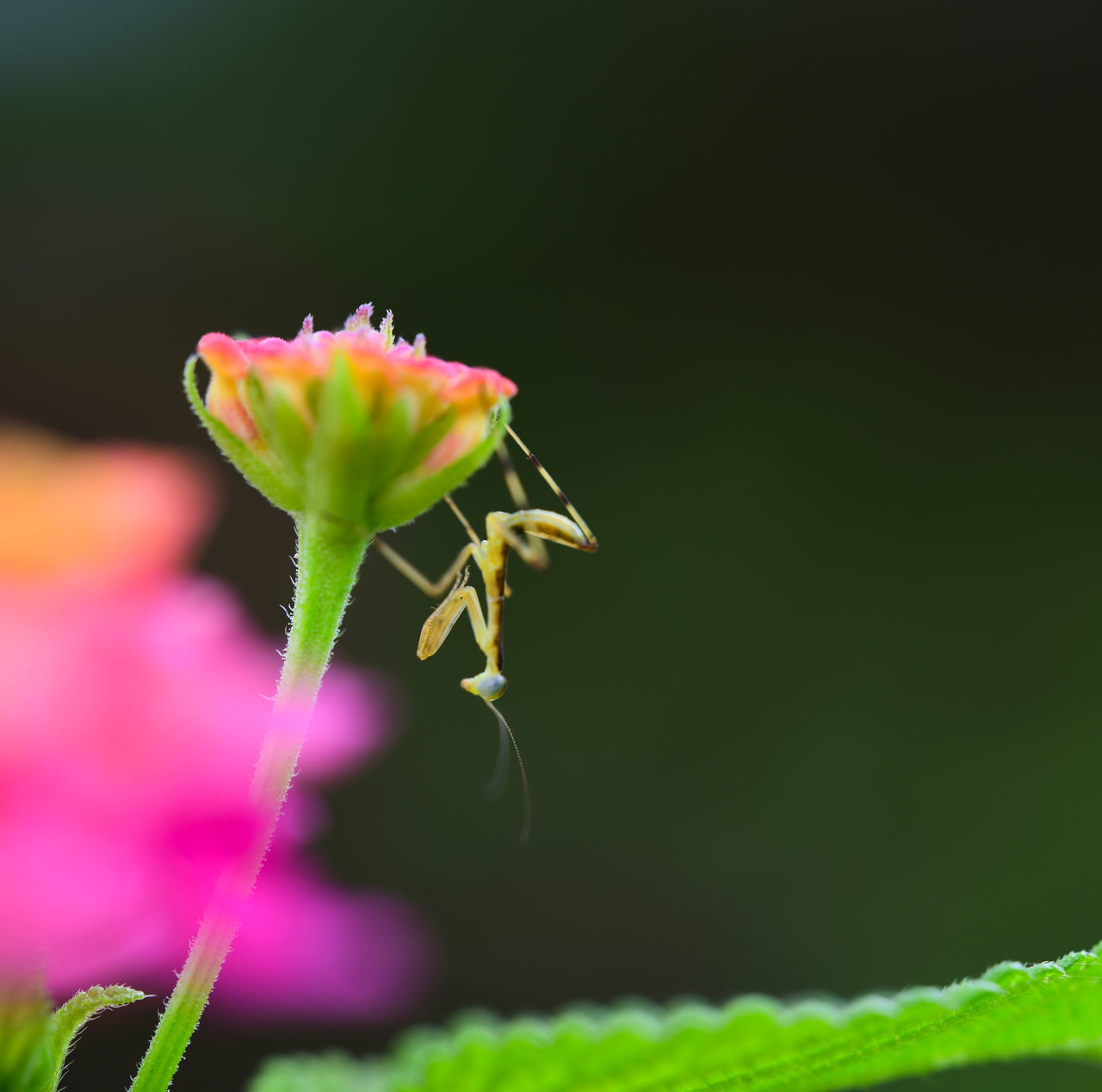 CLOSE-UP OF PINK ROSE BUD