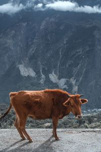 Cow standing on rock against sky