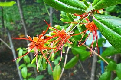 Close-up of orange flower