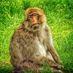 Monkey relaxing on grass