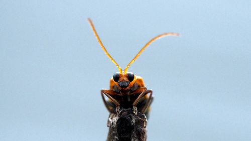 Close-up of insect on dried plant against clear sky