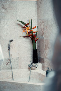 Close-up of potted plant against wall