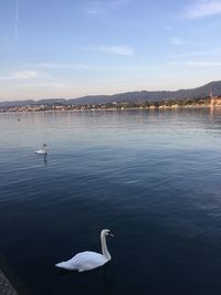 Swans swimming in lake