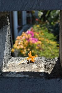 Close-up of butterfly on flower
