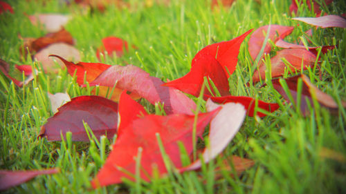 Close-up of red leaf on grassy field in park