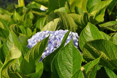 Close-up of leaves