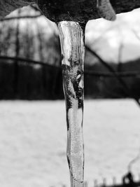 Close-up of water on tree