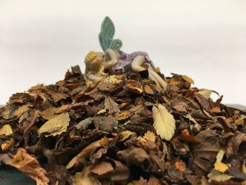 Close-up of dried autumn leaves on land against sky