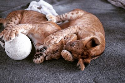 Close-up of lion cubs