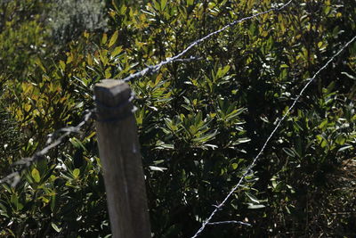 Close-up of plants against trees