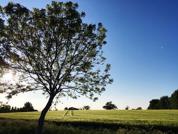 Tree on field against clear sky