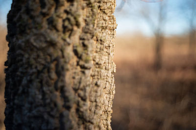 Close-up of tree trunk