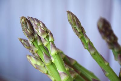 Close-up of plant