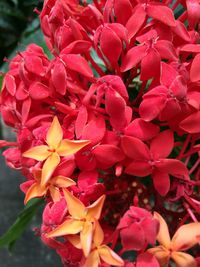 Close-up of red flowers blooming outdoors