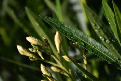 plant