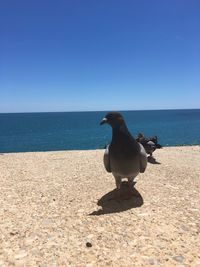 View of seagull on beach