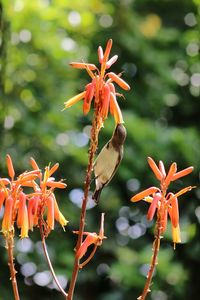 Close-up of orange flowering plant