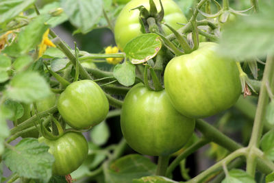 Close-up of fruits growing on plant