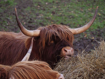 Highland bull in a field