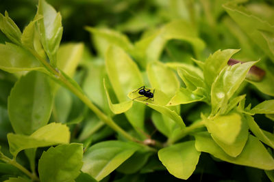 Close-up of housefly on plant