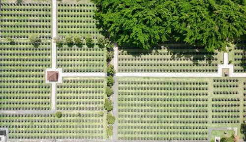 Plants growing on land by building