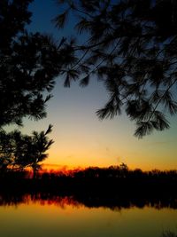 Silhouette of trees at sunset