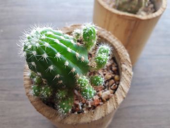 Close-up of succulent plant on table