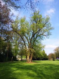 Trees on grass against sky