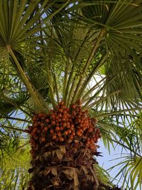 Low angle view of palm tree