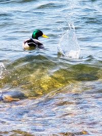 View of ducks swimming in lake