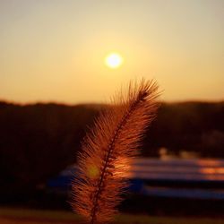 Close-up of reed grass against sunset