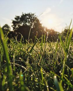 Close-up of grass growing on field