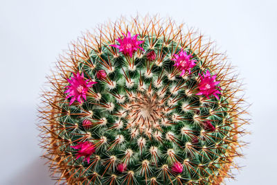 Close-up of pink cactus flower pot
