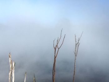 Low angle view of plants against sky