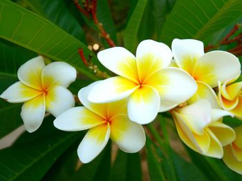 Close-up of frangipani blooming outdoors