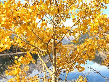 Low angle view of tree against sky during autumn
