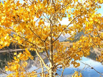 Low angle view of tree against sky during autumn