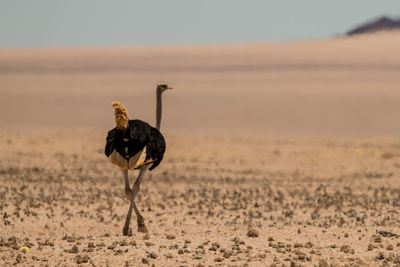 Ostrich on land