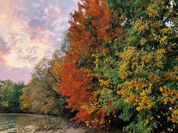 Scenic view of autumnal trees against orange sky