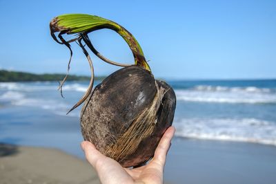 Close-up of hand holding coconut at beach against clear sky