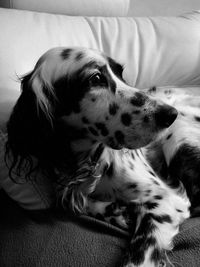 Close-up of a dog resting on bed