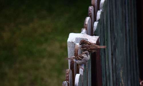 Close-up of rusty metal in cemetery