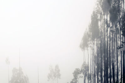 Panoramic shot of trees against sky during foggy weather