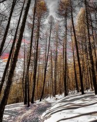 Trees in forest during winter