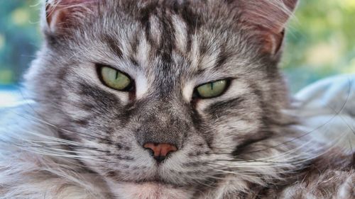 Close-up portrait of a cat