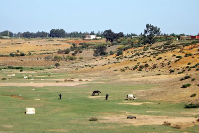 Flock of sheep grazing on field against sky