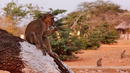 Side view of a sitting on tree