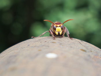 Close-up of insect on rock