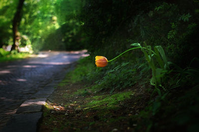 Yellow flower blooming by street